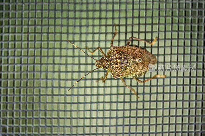 一个臭虫(Halyomorpha halys)爬在马里兰州东北部的一个窗户屏幕上的特写